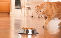 How to choose foods for diet of young cat?