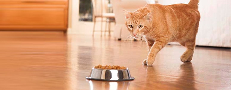How to choose foods for diet of young cat?